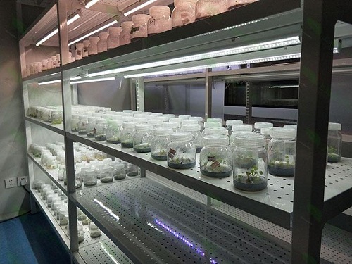 吴川植物组织培养实验室设计建设方案